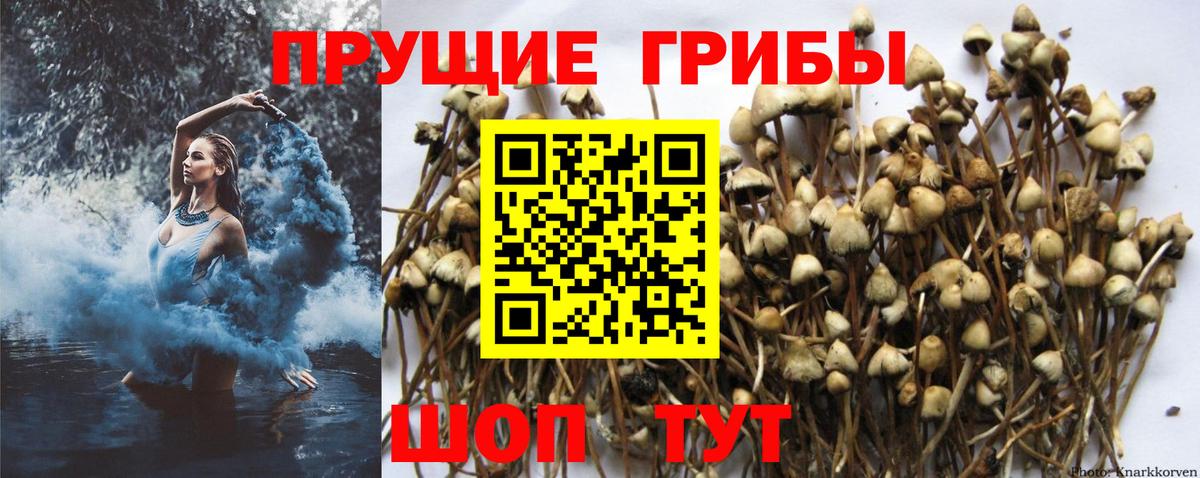 Псилоцибиновые грибы GOLDEN TEACHER Первоуральск
